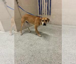 Labrador Retriever Mix Dog for Adoption in Conroe, Texas USA