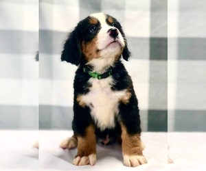 Bernese Mountain Dog Puppy for sale in DUNDEE, OH, USA