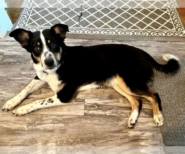 Medium Photo #1 Australian Shepherd-Unknown Mix Puppy For Sale in Nazareth, PA, USA