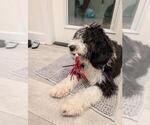 Small Photo #1 Golden Mountain Doodle  Puppy For Sale in BROKEN ARROW, OK, USA