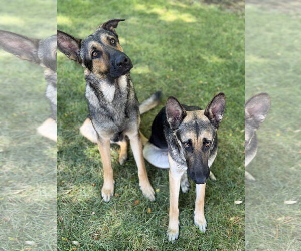 Medium Photo #7 German Shepherd Dog-Unknown Mix Puppy For Sale in Sandy, UT, USA