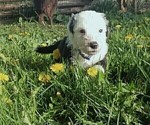 Puppy Benny  Dark Blu Border Collie-Sheepadoodle Mix