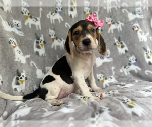 Beagle Puppy for sale in LAKELAND, FL, USA