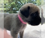 Small Photo #1 Mastiff Puppy For Sale in WATERVILLE, MN, USA