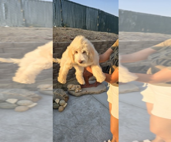 Medium Photo #2 Double Doodle Puppy For Sale in HESPERIA, CA, USA
