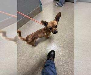 Chihuahua-Unknown Mix Dogs for adoption in Las Vegas, NV, USA