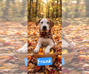 Frank - Male Catahoula Leopard Dog Dog for Adoption - Photo #4