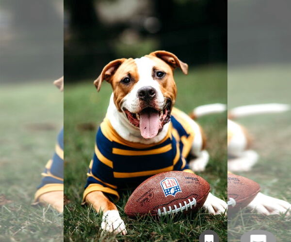 Medium Photo #5 American Bulldog Puppy For Sale in Rockville, MD, USA