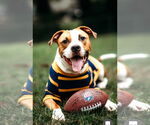 Small #4 American Bulldog