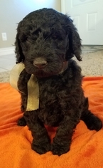 Goldendoodle Puppy for sale in REXBURG, ID, USA