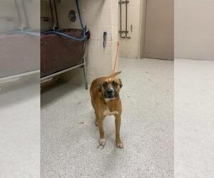 Black Mouth Cur-Unknown Mix Dogs for adoption in Conroe, TX, USA