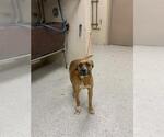 Small Black Mouth Cur Mix