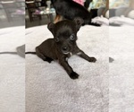 Small Photo #31 Chihuahua Puppy For Sale in SAN ANTONIO, TX, USA
