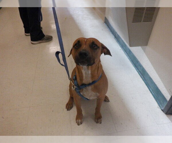 Medium Photo #1 Boxer-Unknown Mix Puppy For Sale in Oroville, CA, USA