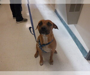 Boxer-Unknown Mix Dogs for adoption in Oroville, CA, USA