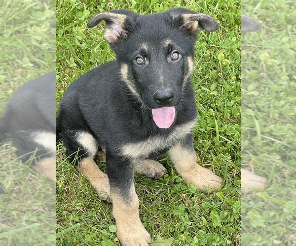 Medium Photo #7 German Shepherd Dog Puppy For Sale in WEST LIBERTY, KY, USA