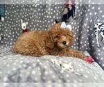Small #4 Cavapoo