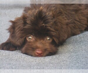 Havanese Puppy for sale in WILSON, NY, USA