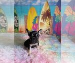 Small Photo #3 French Bulldog Puppy For Sale in TEXAS CITY, TX, USA