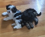 Puppy Candy Cockapoo-Maltese Mix