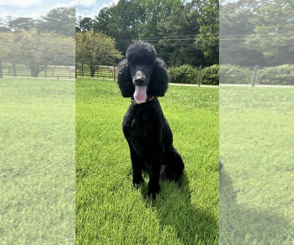 Medium Photo #3 Poodle (Standard) Puppy For Sale in Pacolet, SC, USA