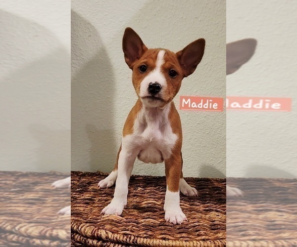 Medium Photo #9 Basenji Puppy For Sale in LOMETA, TX, USA