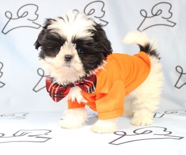 Medium Photo #1 Shih Tzu Puppy For Sale in LAS VEGAS, NV, USA
