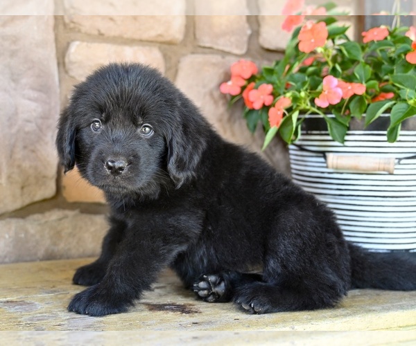 Medium Photo #5 Newfoundland Puppy For Sale in MILLERSBURG, OH, USA
