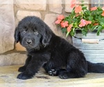 Small #4 Newfoundland