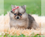 Small Photo #67 Pomeranian Puppy For Sale in WARSAW, IN, USA