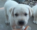 Small Photo #1 Labrador Retriever Puppy For Sale in DEARBORN, MO, USA