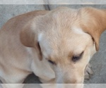 Small Photo #7 Labrador Retriever Puppy For Sale in JURUPA VALLEY, CA, USA
