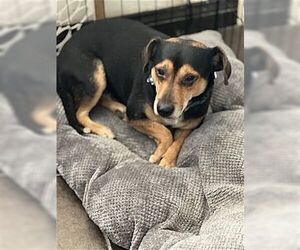 Meagle Dogs for adoption in Dana Point, CA, USA