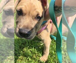 American Staffordshire Terrier-Unknown Mix Dogs for adoption in Princeton, MN, USA