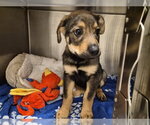 Small German Shepherd Dog Mix
