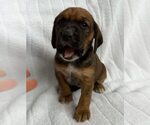 Small #10 Beagle Mix