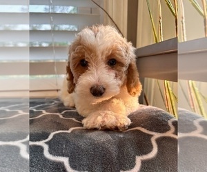 Goldendoodle (Miniature) Puppy for sale in INDIANAPOLIS, IN, USA
