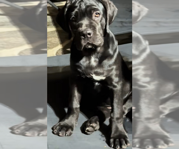 Medium Photo #1 Cane Corso Puppy For Sale in WOODLAND HILLS, CA, USA