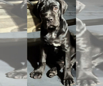 Puppy Zeena Cane Corso