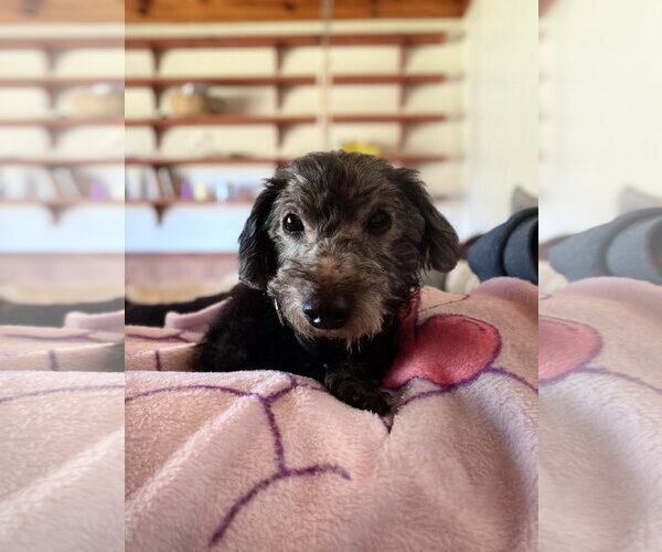 Medium Photo #1 Doxiepoo (Miniature) Puppy For Sale in Holly Springs, NC, USA