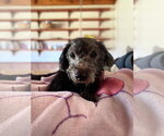 Sammie - Male Doxiepoo (Miniature) Dog for Adoption - Small photo
