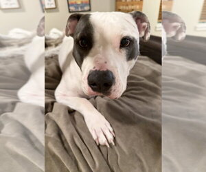 Mutt Dogs for adoption in Fort Collins, CO, USA