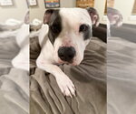 Small Mutt