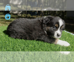 Small Photo #8 Miniature Australian Shepherd Puppy For Sale in TRENTON, FL, USA