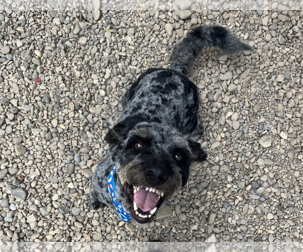 Medium Photo #4 Australian Shepherd-Unknown Mix Puppy For Sale in Woodsfield, OH, USA