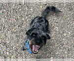 Small #3 Australian Shepherd Mix