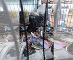 Small Photo #2 Basset Hound-Labrador Retriever Mix Puppy For Sale in New Hampton, NY, USA