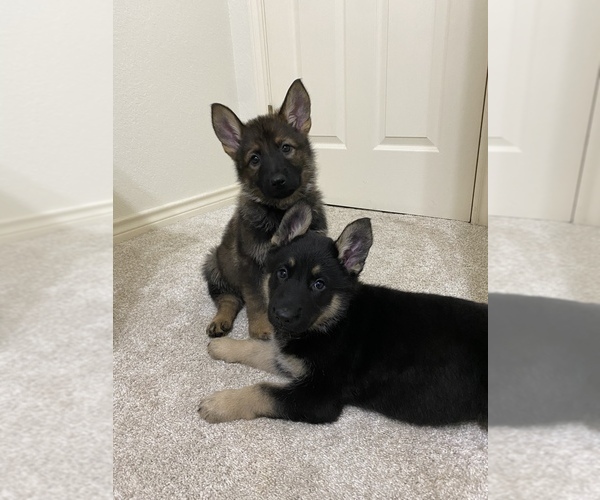 Medium Photo #11 German Shepherd Dog Puppy For Sale in AUSTIN, TX, USA