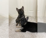 Small Photo #11 German Shepherd Dog Puppy For Sale in AUSTIN, TX, USA