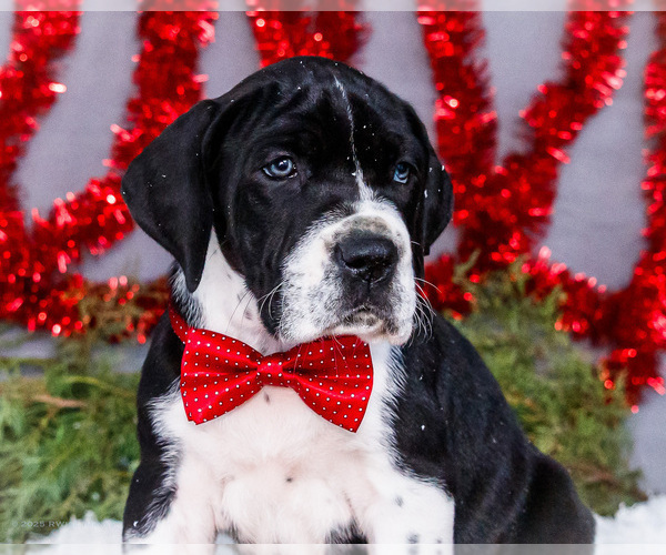 Medium Photo #13 Great Dane Puppy For Sale in WAKARUSA, IN, USA